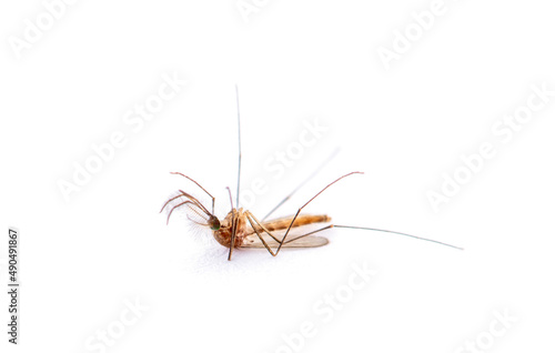 Dead Mosquito isolated on white background
