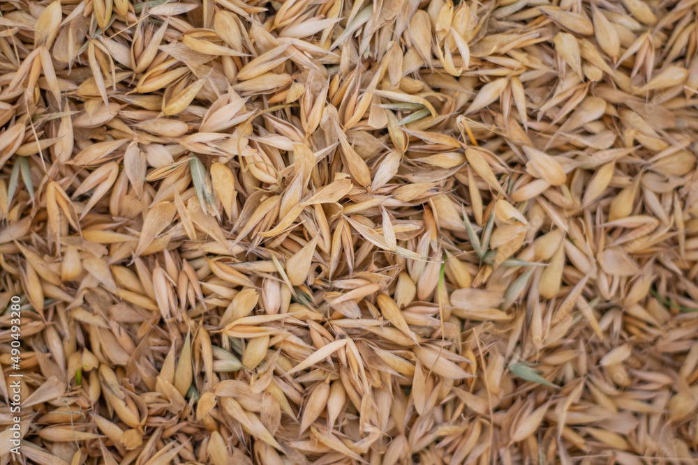 seeds of ripe oats in the husk as a natural background