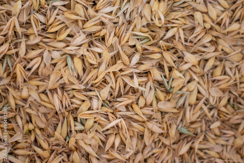 seeds of ripe oats in the husk as a natural background