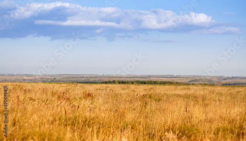 Rural landscape yellow field green forests and blue sky