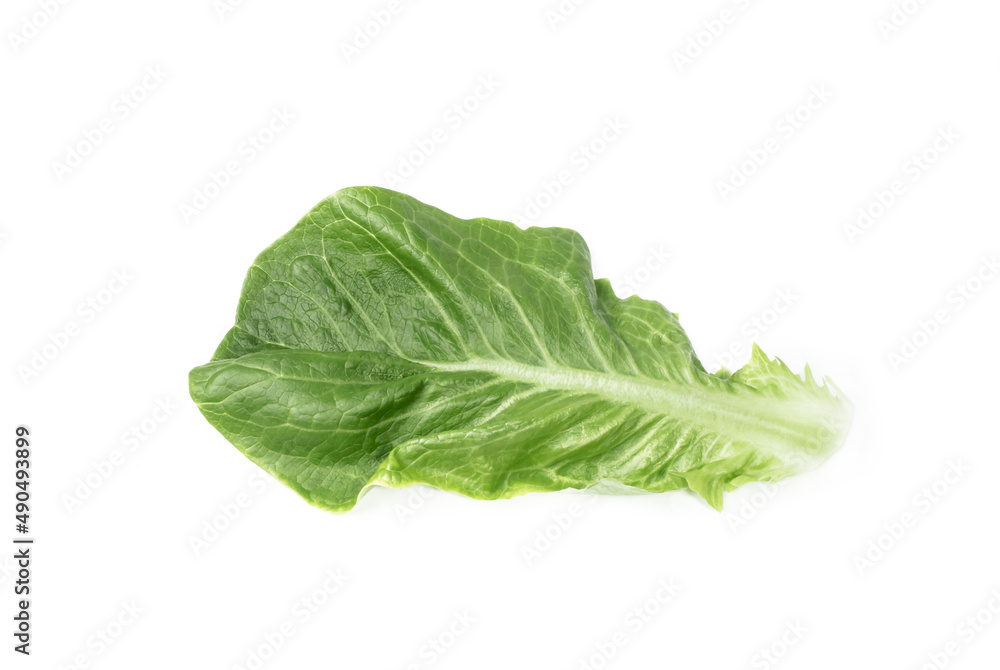 one fresh green romaine lettuce leaf on a white background one fresh green romaine lettuce leaf on a white background
