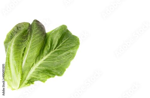 fresh green romaine lettuce leaves on a white background with a copy of the space