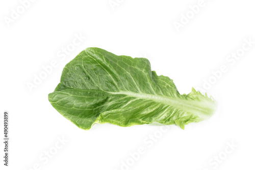 one fresh green romaine lettuce leaf on a white background