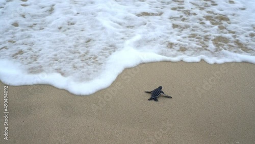 Baby Leatherback
Sea Turtle