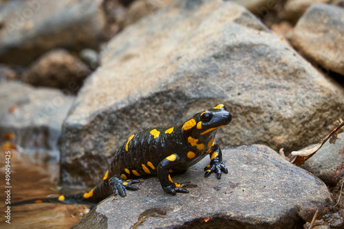 Fire salamander closeup. A rare amphibian came out of the water onto a rock. photo