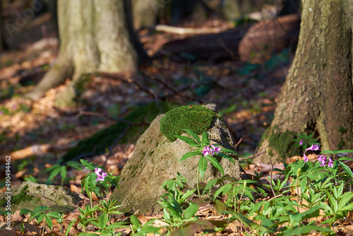 Dentaria glandulosa in spring forest