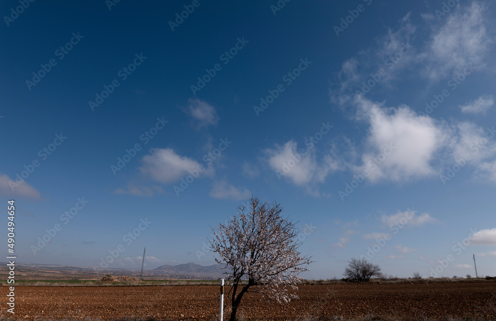 Blossom almond tree in field against sky. Andalusia, Spain Blossom almond tree in field against sky. Andalusia, Spain
