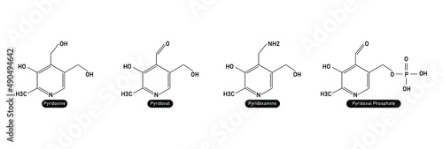 pyridoxal phosphate, pyridoxal, pyridoxamine, pyridoxine chemical structure molecule vector illustration 