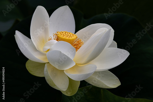 White and yellow Lotus flower 