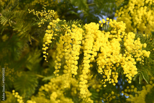 Flowering mimosa tree. Mimosa blooms background. The flowery branch of mimosa is offered to women on March 8th for the International Women's Day.