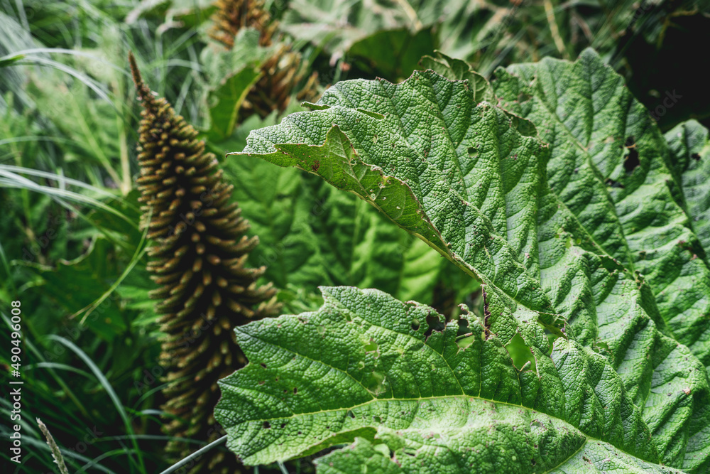 Naklejka premium huge green leaf
