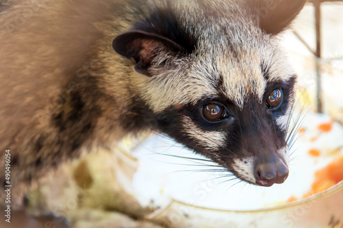 close up of a Wild civets are raised to feed on coffee beans.