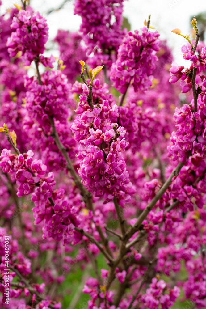 European Cercis, or Judas tree, or European scarlet. Close-up of pink flowers of Cercis siliquastrum. Cercis is a tree or shrub