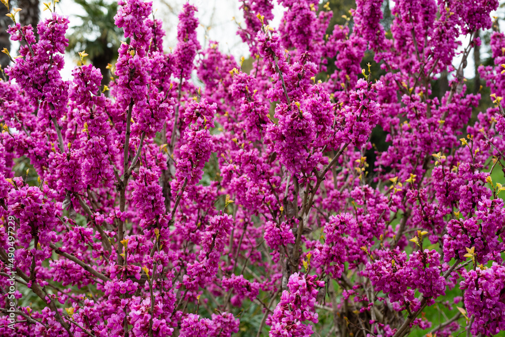 European Cercis, or Judas tree, or European scarlet. Close-up of pink flowers of Cercis siliquastrum. Cercis is a tree or shrub