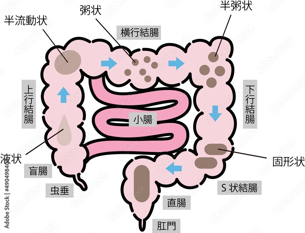 Fototapeta premium 腸・便秘のイラスト