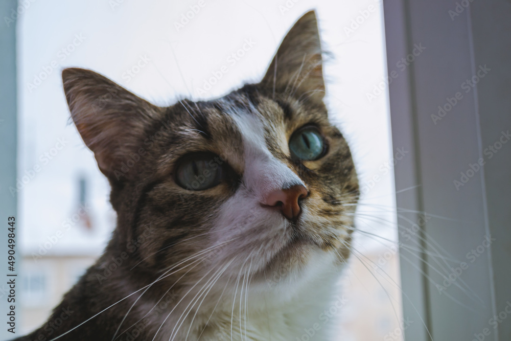 Photo of a cute and old domestic cat sitting next to the window