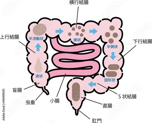 腸・便秘のイラスト
