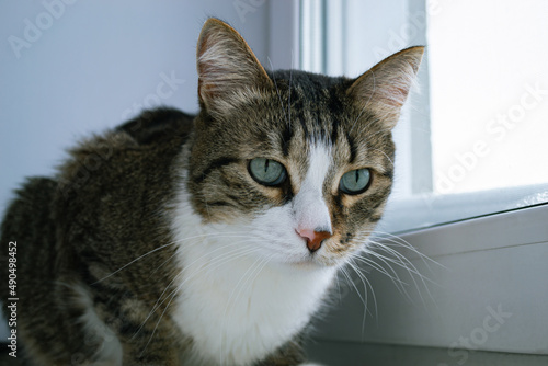 Photo of a cute and old domestic cat sitting next to the window © Maksim