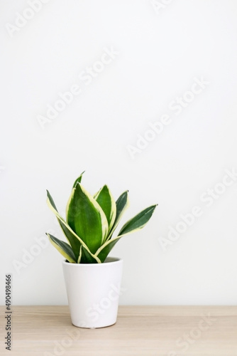 Tiny Dracaena trifasciata snake plant  Sansevieria  in a white pot on a wooden table against white wall