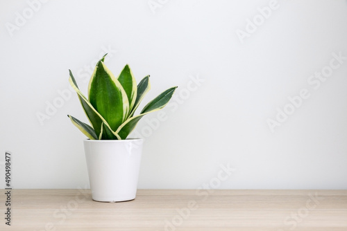 Small Dracaena trifasciata snake plant (Sansevieria) on a wooden table against a white wall