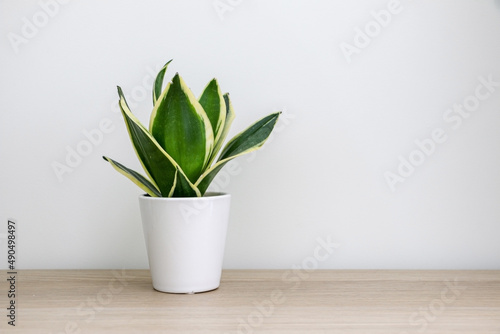 Small cute Dracaena trifasciata snake plant (Sansevieria Trifasciata) in a white pot on a wooden table