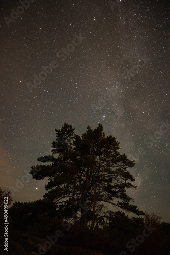 Milky way and universe at night above tree in Sweden