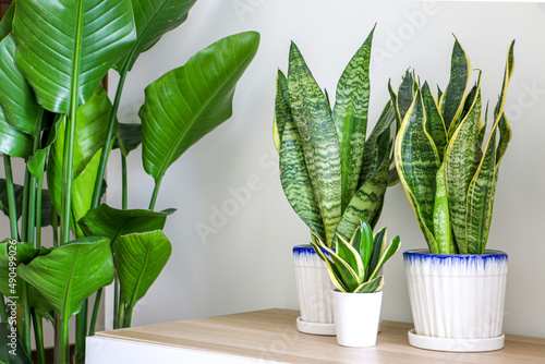 House Plants decorating room, Snake Plants (Dracaena trifasciata, Sansevieria...