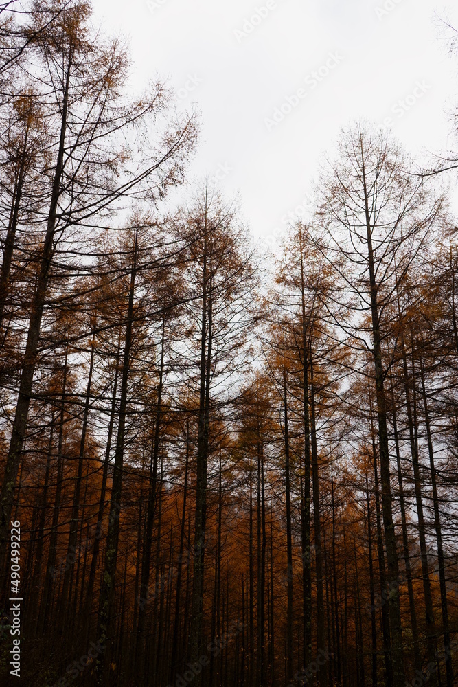 紅葉 紅葉