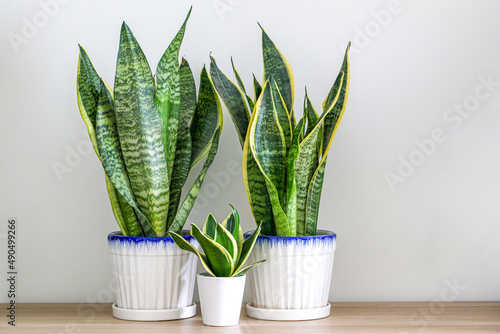 Two Dracaena trifasciata snake plants (Sansevieria trifasciata) and a small one on a wooden table at home