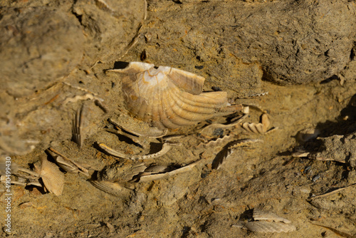 seashell fossils over 230 years old