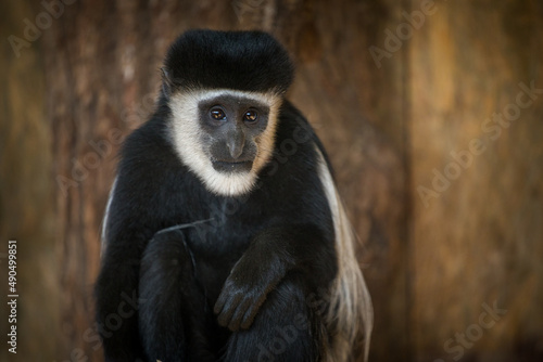 mantle guereza monkey in the zoo prague photo