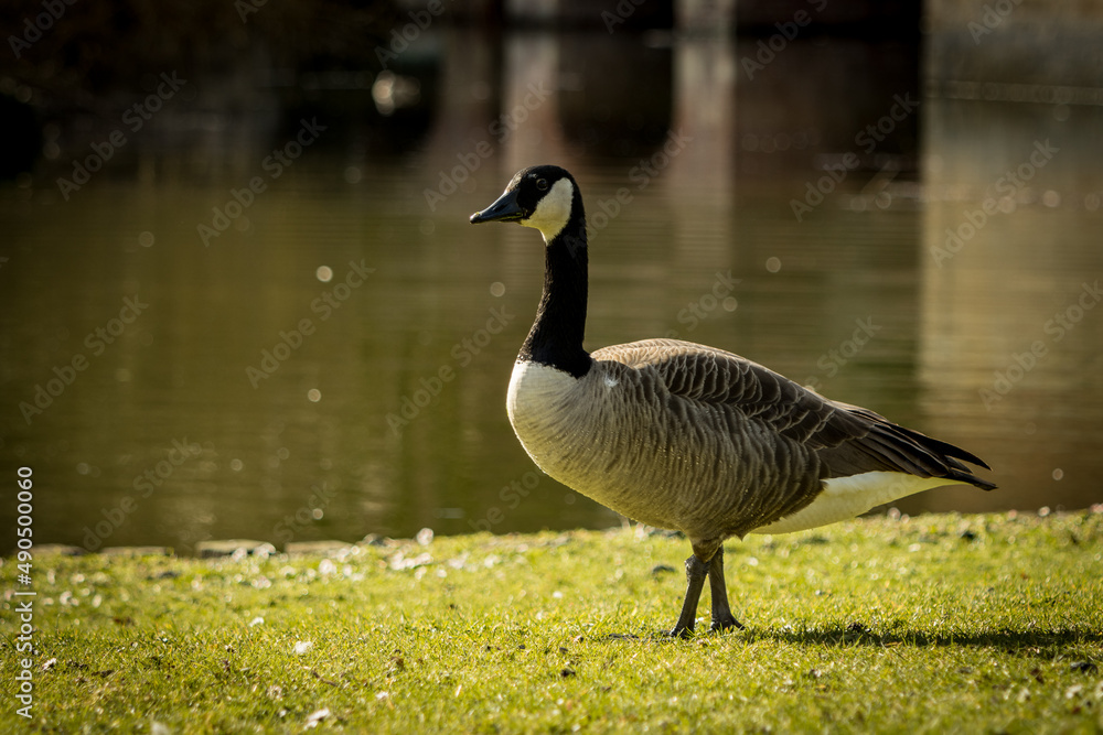 Duck in portrait on land. Water in background Duck in portrait on land. Water in background