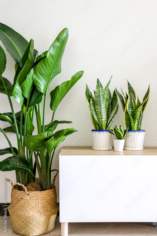 Tropical house plants, Dracaena trifasciata snake plants (Sansevieria