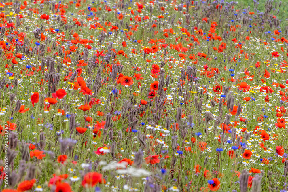 Fototapeta premium wildflower meadow