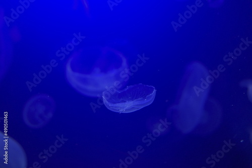 jellyfish in blue water © Laiotz