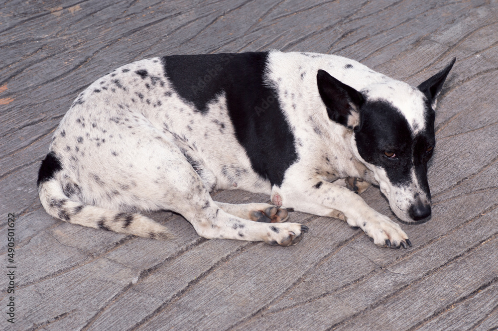 A homeless stray dog is starving, sleeping on the side of the road. A homeless stray dog is starving, sleeping on the side of the road.