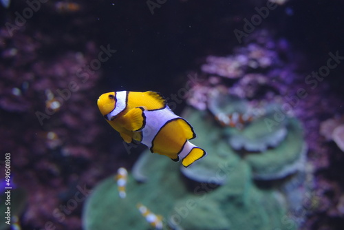 Clown fish in an aquarium