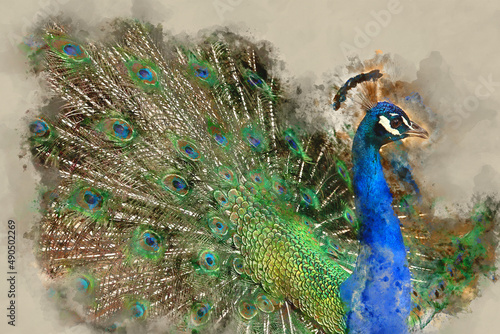 watercolor style and abstract image of beautiful male peacock opening his tail photo