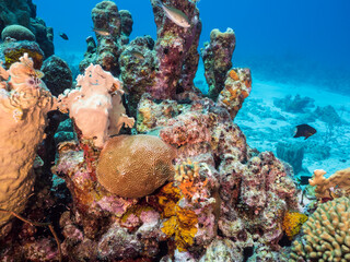 Gordijnen Koraalriffen Schorpioenvis op Caribisch koraalrif  © NaturePicsFilms