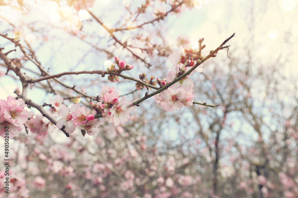 background of spring cherry blossoms tree. selective focus