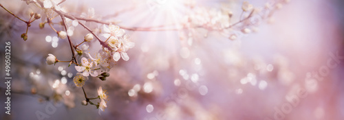 sunshine on beautiful flowering branch on blurred spring background, natural scene in springtime, floral concept with copy space