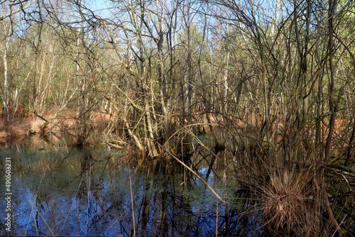 the pond of rushes in the Trois pignons forest. Ile-De-France region photo