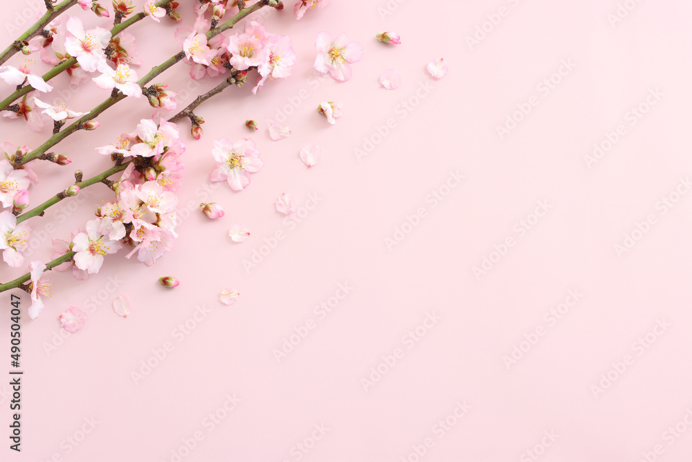 image of spring white cherry blossoms tree over pink pastel background image of spring white cherry blossoms tree over pink pastel background