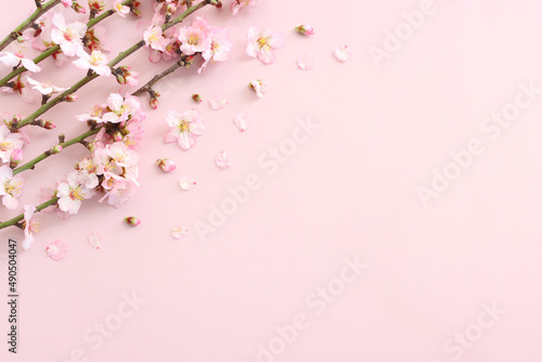 image of spring white cherry blossoms tree over pink pastel background © tomertu