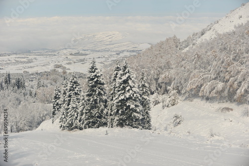 Almaty, Kazakhstan - 10.23.2010 : Spruce trees grow on a snow-capped mountaintop, not far from the city © Vladimir