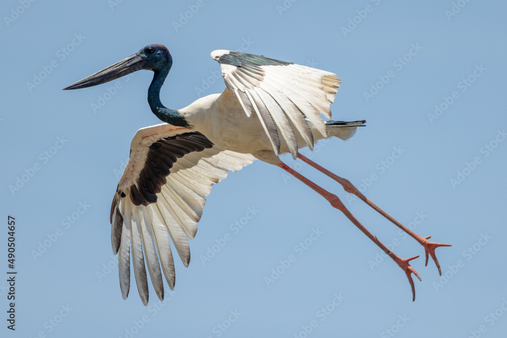 Fototapeta premium Jabiru Black-necked Stork in Australia
