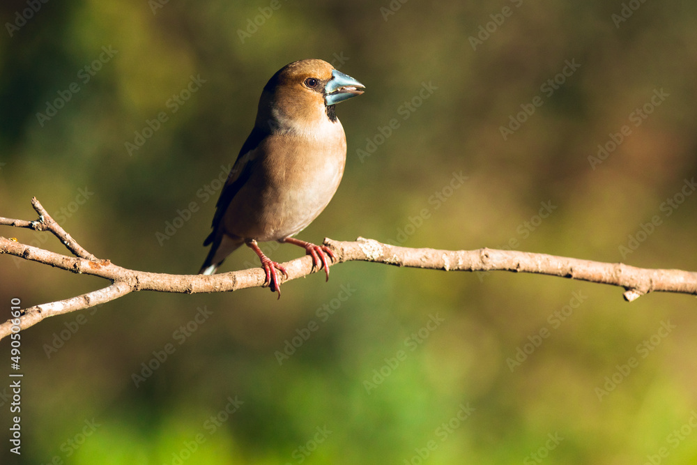 Close up of Wild bird Hawfinch Close up of Wild bird Hawfinch