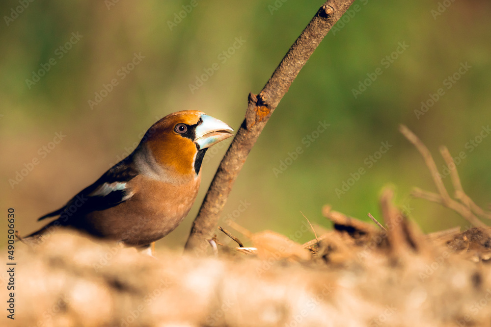 Fototapeta premium Wild bird Hawfinch (Coccothraustes Coccothraustes) eating sunflower seeds on the ground