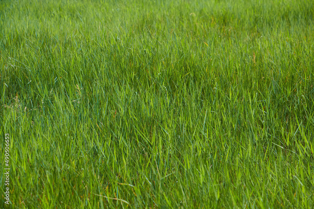 Obraz premium A spikelet of a wild or cultivated plant. Fluffy brushes on a thin stem.