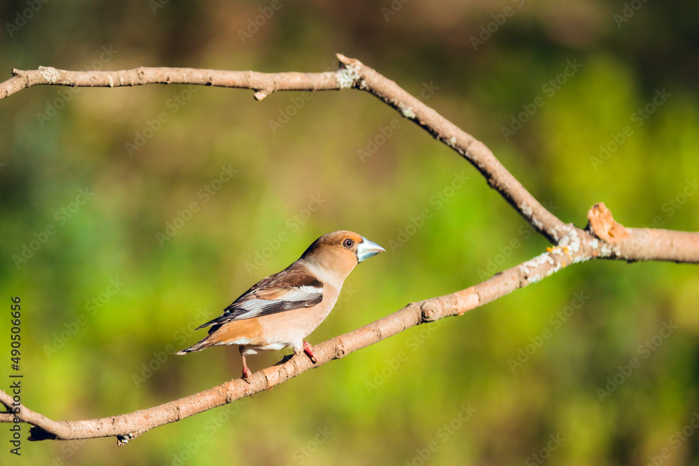Close up of Wild bird Hawfinch Close up of Wild bird Hawfinch